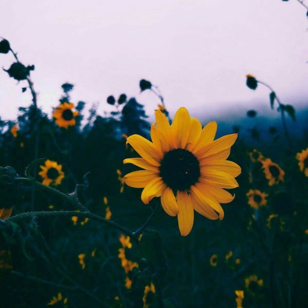 Meet your Posher, Libna